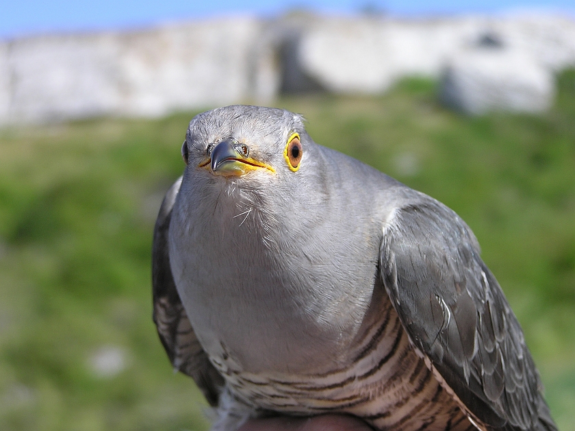 Common Cuckoo, Sundre 20080603